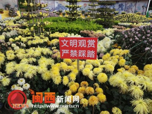 龍巖菊花展覽現(xiàn)不文明行為 菊花展變“菊花劫”(圖4) 不少展區(qū)都設(shè)置了提示牌