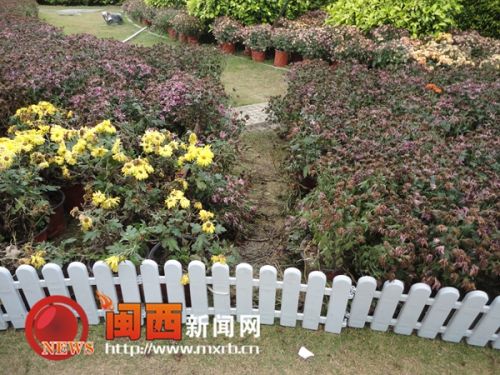 龍巖菊花展覽現(xiàn)不文明行為 菊花展變“菊花劫”(圖3) 展區(qū)的花叢被踩出了一條小道