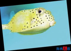 廈門海底世界內(nèi)設(shè)有五個特色展區(qū)